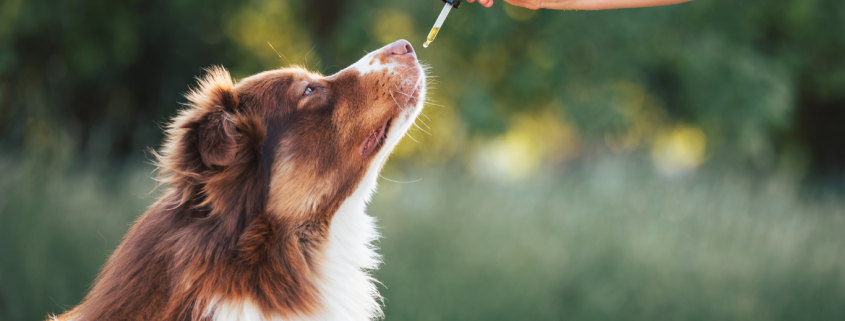 cbd in pets