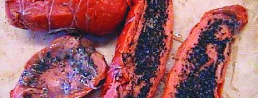 dog poisoning aldicarb two-step