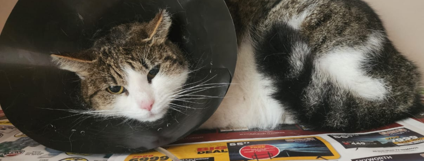 male cat urinary blockage