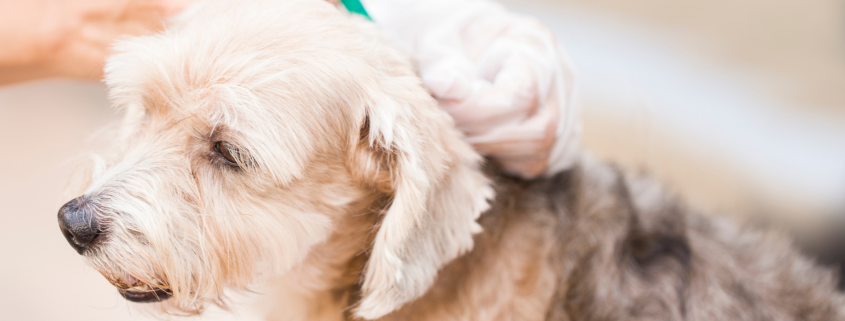 flea and tick featured image